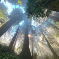 the sun shines through tall trees in a forest filled with green plants and leaves