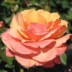 a pink and yellow rose with green leaves in the background