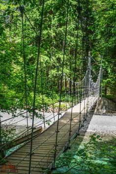 a suspension bridge in the middle of a forest