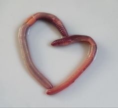 two worms in the shape of a heart