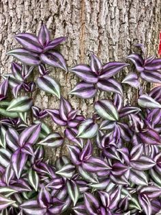 purple and green plants growing on the side of a tree