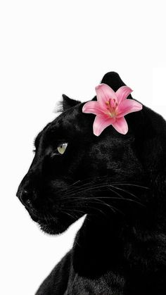 a black cat with a pink flower on it's head is looking off to the side