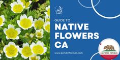 the guide to native flowers in california is shown with an image of yellow and white flowers