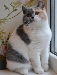 a grey and white cat sitting on top of a window sill next to a flowered wall