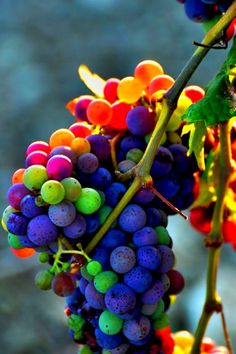 a bunch of grapes that are sitting on a branch