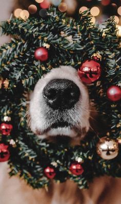 a dog's face peeking out from behind a christmas wreath