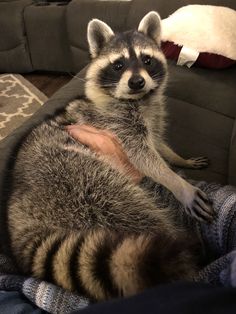 a raccoon sitting on top of a person's lap in front of a couch