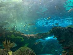 an aquarium filled with lots of different types of fish and algae growing on the rocks