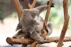 a koala sitting on top of a tree branch with its legs up in the air