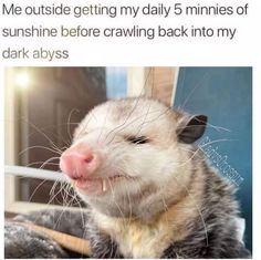 an animal with its tongue sticking out and the caption reads me outside getting my daily 5 minutes of sunshine before crawling back into my dark abyss