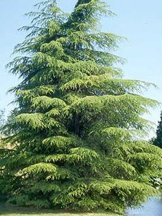 a very tall green tree sitting in the middle of a field next to a body of water