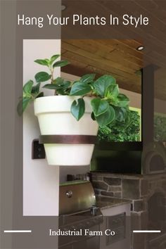 a potted plant hanging from the side of a wall