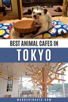 an animal cafe in tokyo with the caption best animal cafe in tokyo