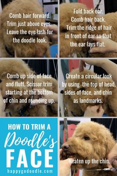 how to trim a poodle's face with instructions on how to groom it