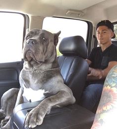 a man sitting in the back seat of a car with his dog