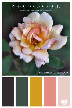 an image of a flower with color swatches