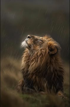 Lion Photography Amazing Pictures, Iphone Wallpaper King, Lion Toys, Tears Art, Lion Jewelry