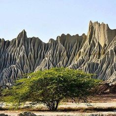 a lone tree in front of a large rock formation with mountains in the back ground