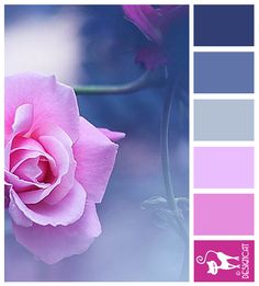 a pink rose is in the middle of a color palette with blue and purple hues