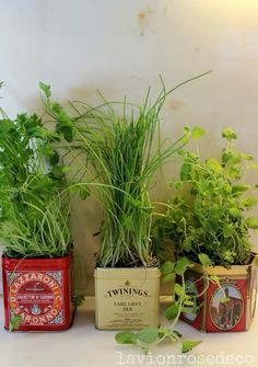 herbs are growing in tins on the counter