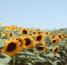 a field full of sunflowers under a blue sky