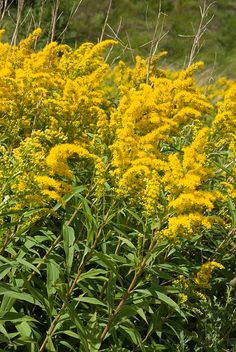 some yellow flowers are growing in the grass