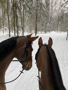 two horses are standing in the snow near some trees and one is looking at another horse