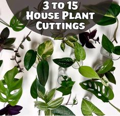 the words 5 house plant cuttings individually wrapped and labeled on top of plants