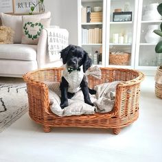 a black dog sitting in a wicker basket on top of a pillow and blanket