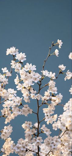 white flowers are blooming on a branch against a blue background with the sky in the background