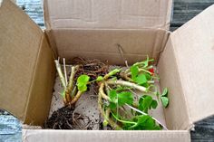 a box filled with lots of different types of plants and roots sitting on top of a wooden table