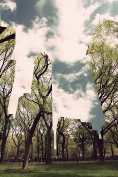 trees and people in a park with blue sky behind them, as seen from the ground