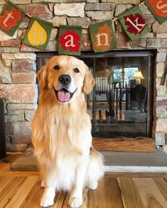 a golden retriever sitting in front of a fireplace