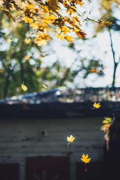 the leaves are falling from the tree outside on the roof top, and in front of the house