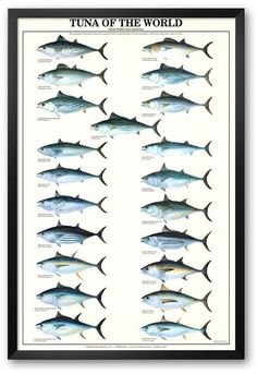 a framed poster with different types of tunas in the world, including fish and sea creatures