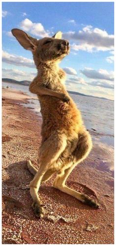 a brown kangaroo standing on its hind legs in front of the ocean with it's mouth open