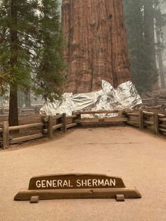 a bench in front of a large tree with a sign that says general sherman on it