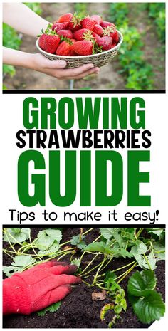 Learn how to plant strawberries for a successful harvest with this guide. Discover tips on plant care, watering, and harvesting for the sweetest summer berries. Perfect for beginner and experienced gardeners alike. Strawberry Plant Care, When To Plant Strawberries, Strawberry Beds, Strawberry Garden