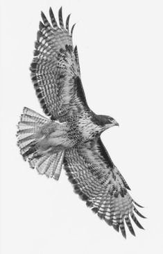 a black and white photo of a bird in flight