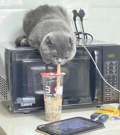 a cat is drinking out of a cup on top of a microwave