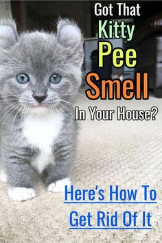 a kitten sitting on top of a carpet next to the words, got that kitty pee smell in your house? here's how to get rid off it