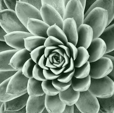 a close up view of the center of a large green succulenta plant