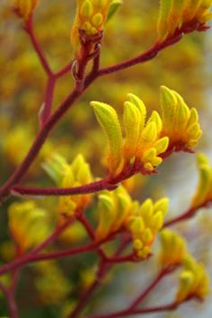 some yellow and red flowers are in the foreground