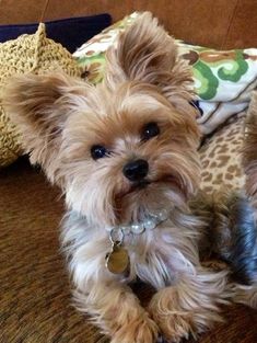 a small dog sitting on top of a couch