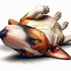 a brown and white dog laying on its back