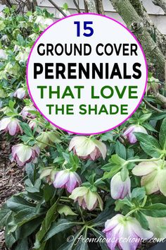 purple and white flowers with the words 15 ground cover perennials that love the shade