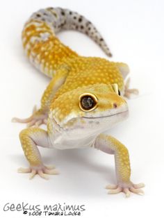 a small yellow and white gecko lizard on a white background