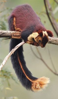 a brown and black animal sitting on top of a tree branch