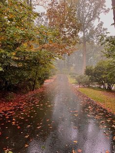 a wet road surrounded by trees with leaves on the ground