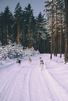 three dogs are walking in the snow near trees